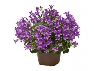 Creeping Bellflower 2.49 €