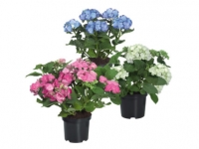 Large Hydrangea 9.99 €