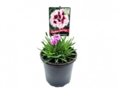 Dianthus Lilac Eye 3.99&nbsp;&euro;
