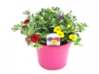 Trixi 4.49 €