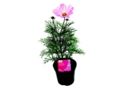 COSMOS 2.79 €