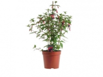 Fuchsia 2.99 €