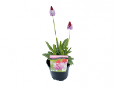 Chinese Pagoda Primrose