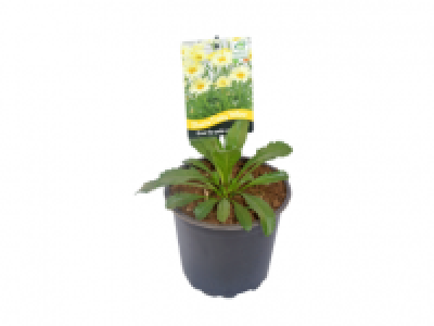 Shasta Daisy Yellow