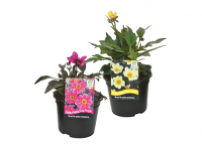 Dahlia 3.99 €