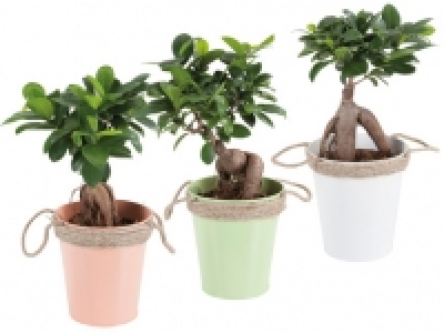 Lidl  Ficus Ginseng