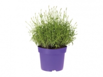 Lavender (XXL)