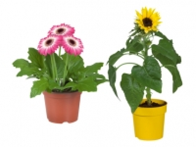 Lidl  Outdoor Gerbera / Sunflower