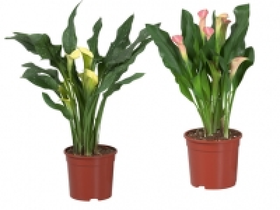 Calla Lily 6.99 €