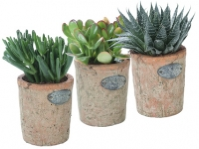 Succulent in Rustic Pot 3.99 €