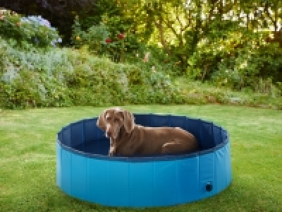 Dog Pool