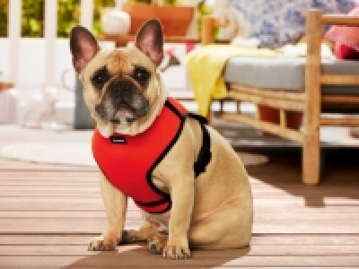 Dog Harness 5.99 €