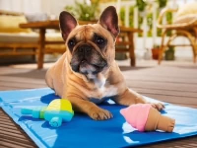 Dog Chew Toy 5.99 €