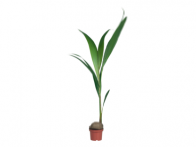 Coconut Palm 8.99 €