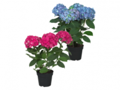 Hydrangea 6.99 €