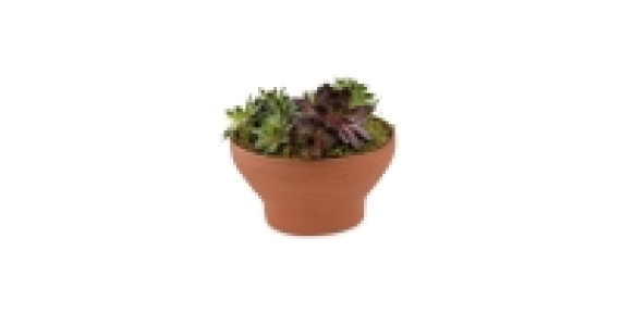 Aldi  Ciotola Terracotta Planter 19cm