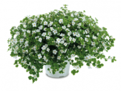 Sutera Bacopa 2.49 €