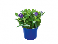 Lidl  Extra Large Balloon Flower (Platycodon)