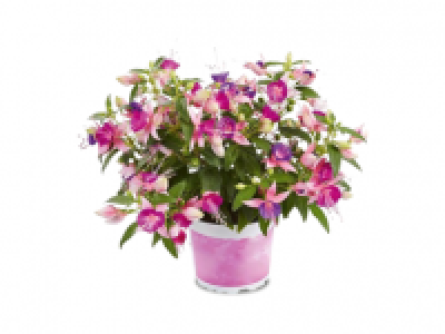 Fuchsia Fuchsita 2.49 €