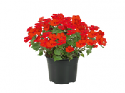 Assorted Perennials 2.29 €