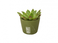 Lidl  Succulents in Ceramic Pots