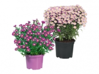 Aster 4.99 €
