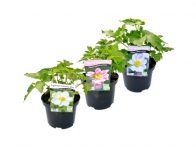 Japanese Anemone 4.99 €