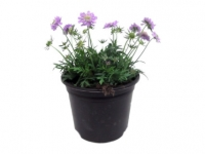 Pincushion Flower 4.99 €