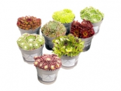 Sempervivum Mix 1.49 €