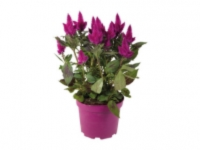 Lidl  Celosia Caracas XL