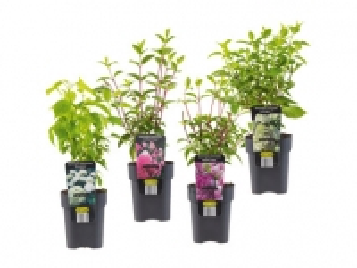 Climbing Hydrangea 4.49 €