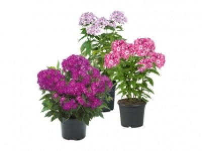 Garden Phlox 4.99 €