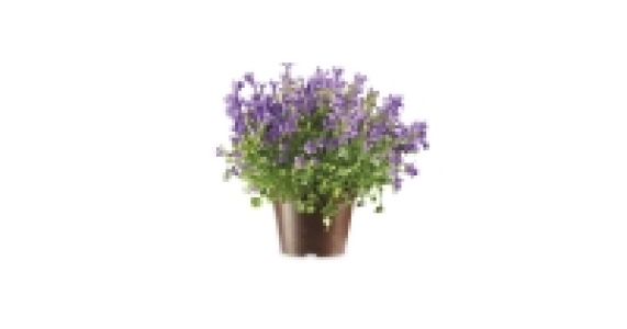 Aldi  Campanula