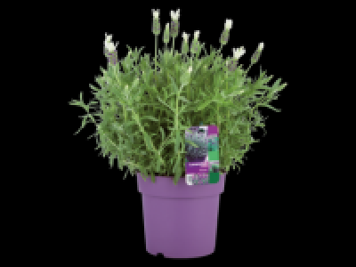 Lavender 4.99 €