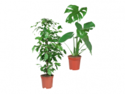 Lidl  Large Green Houseplants