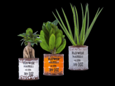 Succulents in Retro Pot
