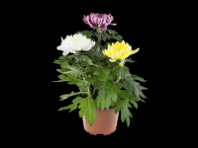 Pom Pom Chrysanthemum 3.99 €