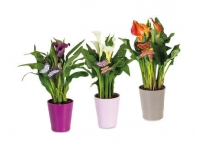 Calla Lily in Ceramic Pot 6.99 €