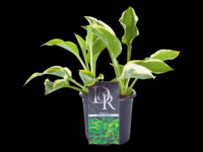 Hosta mix 3.99 €