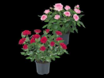 Mini Rose 1.69 €