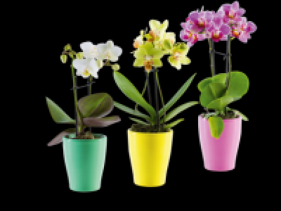 Lidl  Mini Phalaenopsis in Ceramic Pot