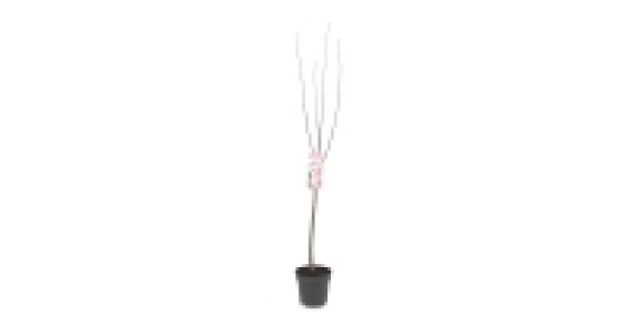 Cherry Blossom Tree 12.99 €