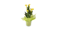 Aldi  Easter Calla Lily Gift Plant