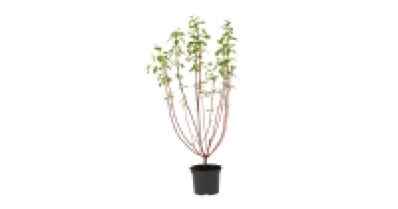 The Green Garden Cornus Tree