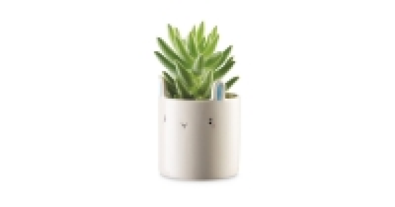 Bunny Ceramic Succulents
