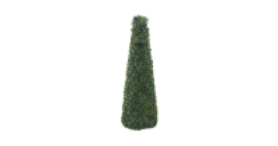 Boxwood Obelisk Cone