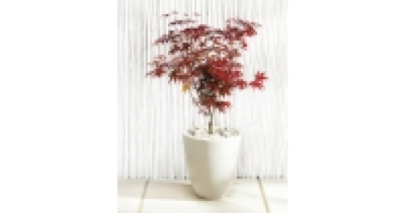 Japanese Acer