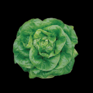 CENTRA BUTTERHEAD LETTUCE 1PCE 2.00 €
