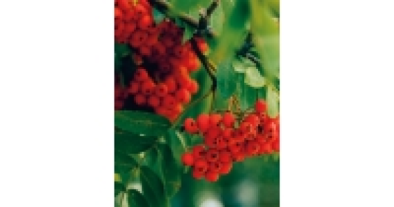 Birch & Mountain Ash Tree Selection