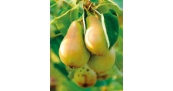 Apple, Pear & Plum Tree Selection